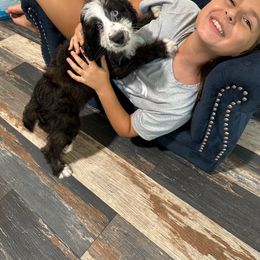 Tourquise collar girl - Aussiedoodle puppy from Biggie Ranch