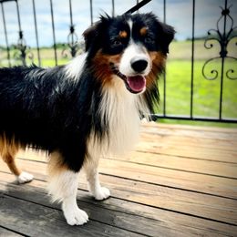 Champ - Miniature American Shepherd