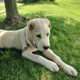 Central Asian Shepherd Dog Puppies from Guardian Dog