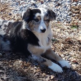 Brydie - Miniature Australian Shepherd
