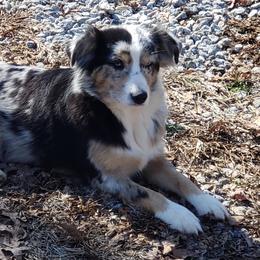 Brydie - Miniature Australian Shepherd