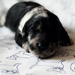 Cookie - Merle female Cockapoo puppy in Colorado Springs, Colorado from Garrett Doodles