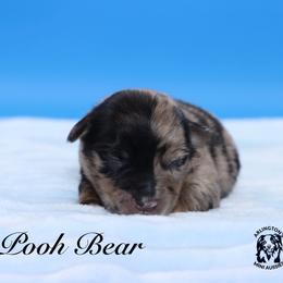 Pooh Bear - Blue merle male Miniature Australian Shepherd puppy in Weeki Wachee, Florida from Arlington's Mini Aussies