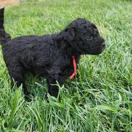 Ms Red - Black female Pumi puppy in Albuquerque, New Mexico from Marylynn's Pumis