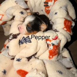 Pepper - Parti female Yorkshire Terrier puppy in Clarksburg, Indiana from Hidden Gems Parti Yorkies