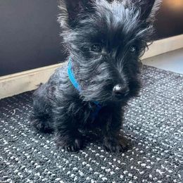 Scottish Terrier All Grown Up from Green Meadows Scottish Terriers