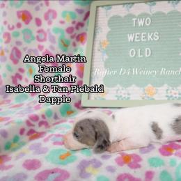 Girl 1 - female Dachshund puppy in Ridgeville, Indiana from Rafter D4 Ranch - Mini Dachshunds