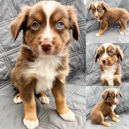 Red tri male 2 - Red tri male Miniature Australian Shepherd puppy in Brooker, Florida from Honey, I Shrunk the Aussies