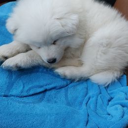 Autumn - White female Samoyed puppy in Morgan, Utah from Carriage Court Kennels