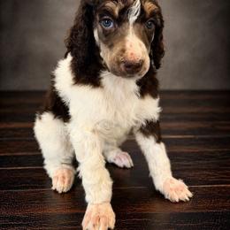 Frenchie - Parti female Poodle puppy in Washington, Pennsylvania from Patriotic Poodles