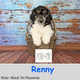 Renny - Phantom male Poodle puppy in Kenyon, Minnesota from Country Breeze Poodles