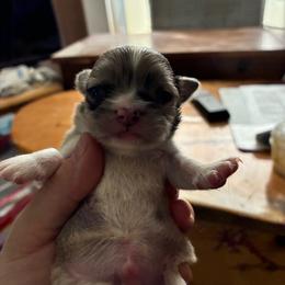 Boy 1 - Black sabled fawn male Chihuahua puppy in Westport, New York from Chantilly chihuahuas