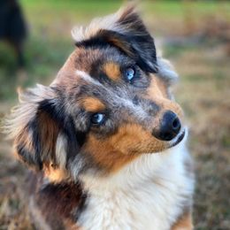 Sterling  - Toy Australian Shepherd