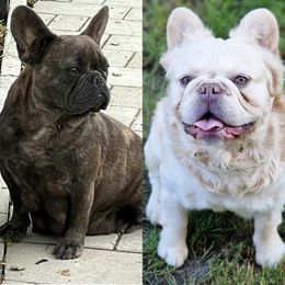 French Bulldog All Grown Up from Buda Baby Frenchies