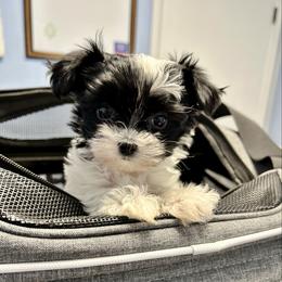 Girl 1 - Black & tan tri-color female Morkie puppy in Ocala, Florida from Hummingbird Fields