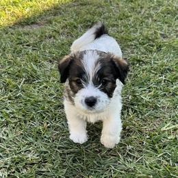 Rider - Tri-color male Russell Terrier puppy in Sunnyvale, California from Roger's Russell Terriers