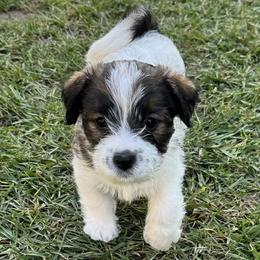 Rider - Tri-color male Russell Terrier puppy in Sunnyvale, California from Roger's Russell Terriers
