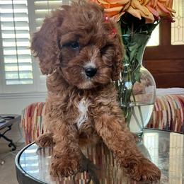 Honey - Red female Cavapoo puppy in Temecula, California from Designer Doodles