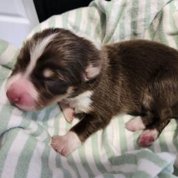 Red Tri Boy - Red tri-color male Australian Shepherd puppy in Hawaii from Hawaii Australian Shepherds