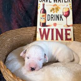 Zin - White and black male Dalmatian puppy in Claremore, Oklahoma from Lotsofdots Dalmatians