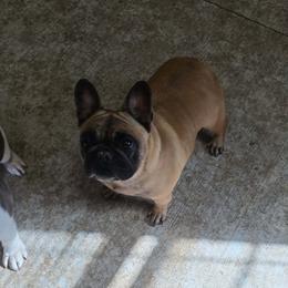 Izzy - French Bulldog