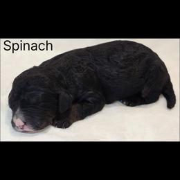 Spinach - Tri-color female Bernedoodle puppy in Roseburg, Oregon from Lookingglass Doodles
