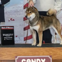 Shiba Inu from Tokubetsuna Shibas