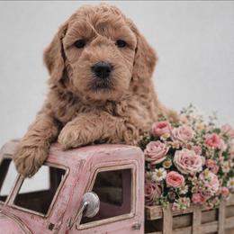 Pink - Apricot female Goldendoodle puppy in Byron, Georgia from Southern Olive Doodles 🫒