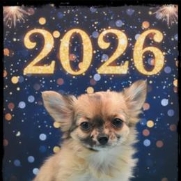 Nala - Merle female Chihuahua puppy in Demorest, Georgia from Sourpatch Chihuahuas