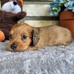 Enzo - Red male Dachshund puppy in Cherry Tree, Oklahoma from Peavine Creek Dachshunds