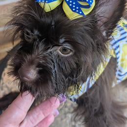 Tango - Liver male Yorkshire Terrier puppy in Gaylesville, Alabama from Sweet Alabama Yorkies