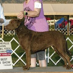 Australian Shepherds and Chesapeake Bay Retrievers from Firestorm Australian Shepherds