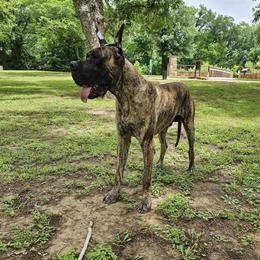 Crowley - Great Dane