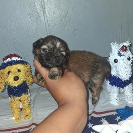 Girl 2 - Black gold and white female Shih Tzu puppy in Birmingham, Alabama from K&D kennels