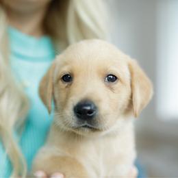 Bolt - Yellow male Labrador Retriever puppy in Allons, Tennessee from UC Labradors LLC