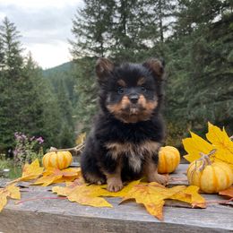 Cupcake - Black and tan female Yorkshire Terrier puppy in Roseburg, Oregon from Dbos Furry Friends