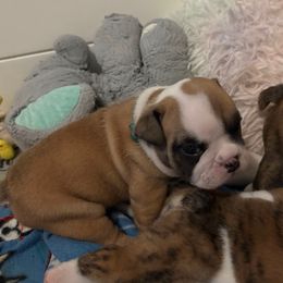 Monica - Teal - Fawn and white female Bulldog puppy in Krum, Texas from K & K Little Blessings