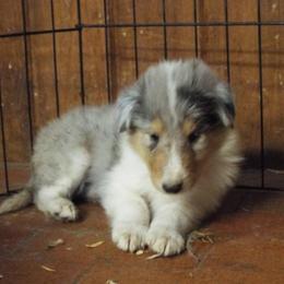Jasper - Blue merle and white male Collie puppy in New Mexico from Red Canyon