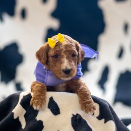 Goldendoodle Puppies from Griffin TX Doodles