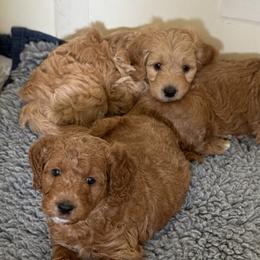 Goldendoodle Puppies from Mountain Grove Doodles