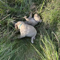 Chesapeake Bay Retriever Puppies from GemiLamb Gun Dogs