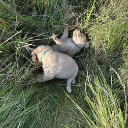 Chesapeake Bay Retriever Puppies from GemiLamb Gun Dogs