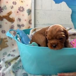 Wilma - Ruby female Cavalier King Charles Spaniel puppy in Destin, Florida from Ruby’s Coastal Cavaliers