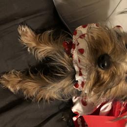 Pixie  - Yorkshire Terrier