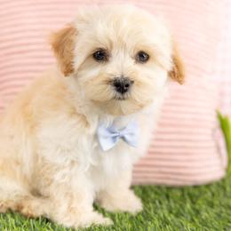 Male 2 - Apricot male Maltipoo puppy in Salt Lake City, Utah from Marlene's Doodles