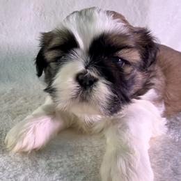 Godiva - Red and white female Shih Tzu puppy in Winston Salem, North Carolina from Little Miracles Shih Tzu