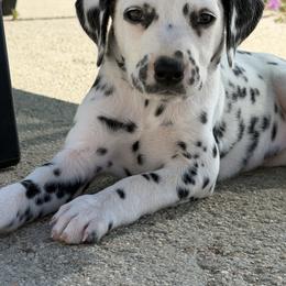 Female 2 - White and black female Dalmatian puppy in Lake Mathews, California from Bully Market