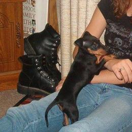 Manchester Terrier Puppies from WhirlWynd Manchester Terriers