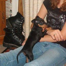 Manchester Terrier Puppies from WhirlWynd Manchester Terriers