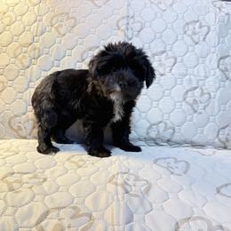 Shilo - Black and tan female Yorkshire Terrier puppy in Crandall, Texas from Dee’s pretty puppies